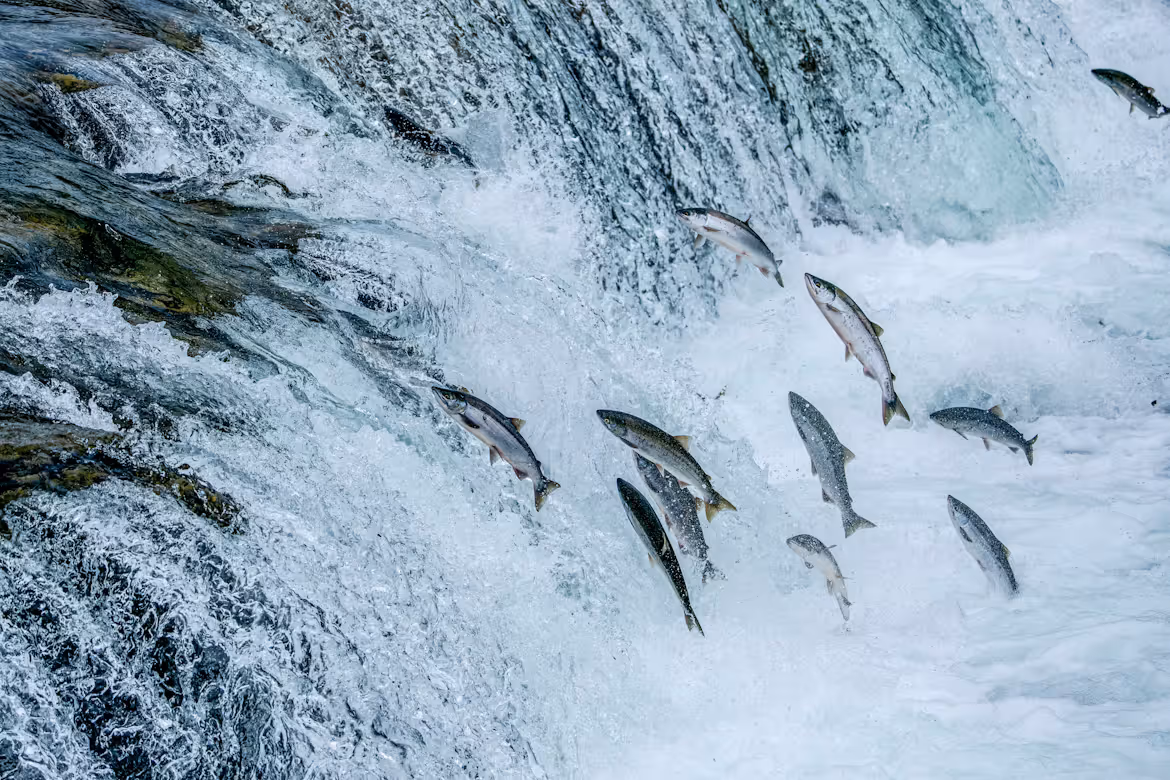 Salmon Update: The Run is ON (Plus 3 Open Dates Next Week)